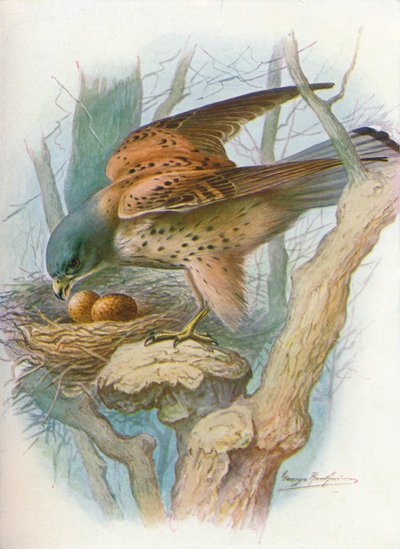 Gheppio - falco tinnunculus, c1910 da George James Rankin