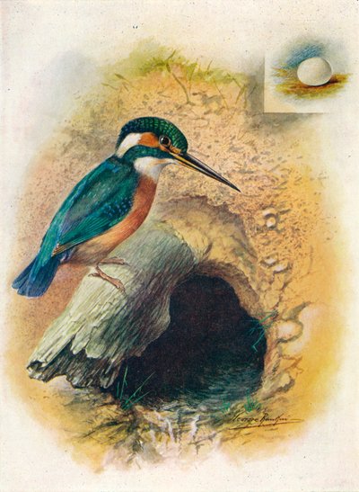 Martin pescatore - Alcedo ispida, c1910 da George James Rankin