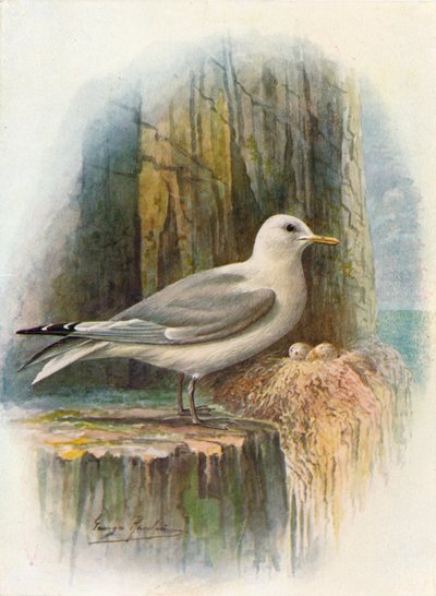 Gabbiano tridattilo - Rissa tridactyla, c1910 da George James Rankin