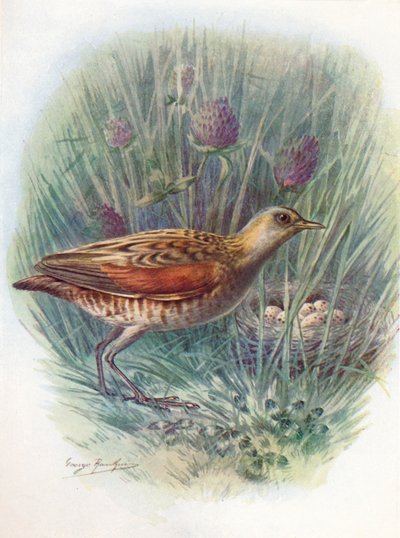 Re di quaglie o Re di quaglie - Crex pratensis, c1910, 1910 da George James Rankin