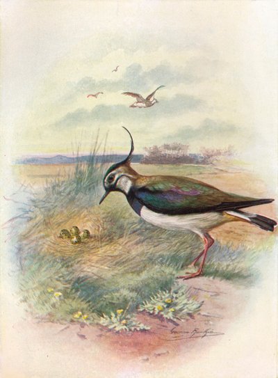 Pavoncella o Pavoncella - Vnellus vulgaris, c1910 da George James Rankin