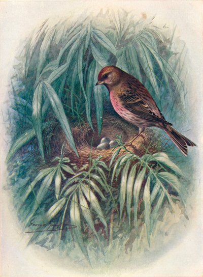 Lesser Redpoll - Linota rufescens, c. 1910, 1910 da George James Rankin