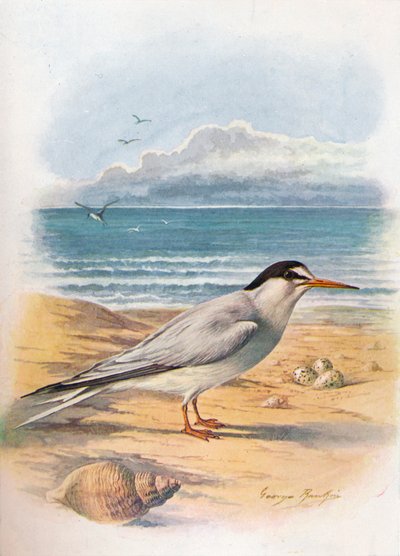 Sterna minuta, c. 1910 da George James Rankin