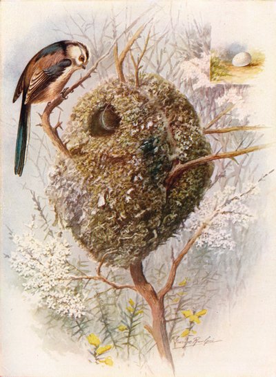 Cincia dal lungo codino - Acredula caudata, c1910 da George James Rankin