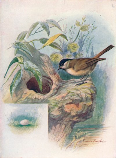 Cincia bigia - Parus palustris, c1910 da George James Rankin