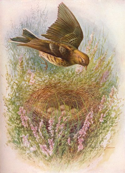 Prispolone - Anthus pratensis, c1910 da George James Rankin
