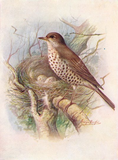 Tordo bottaccio - Turdus viscivorus da George James Rankin