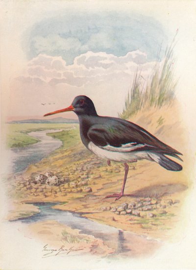 Beccaccia di mare - Haematopus ostralegus, c1910, 1910 da George James Rankin