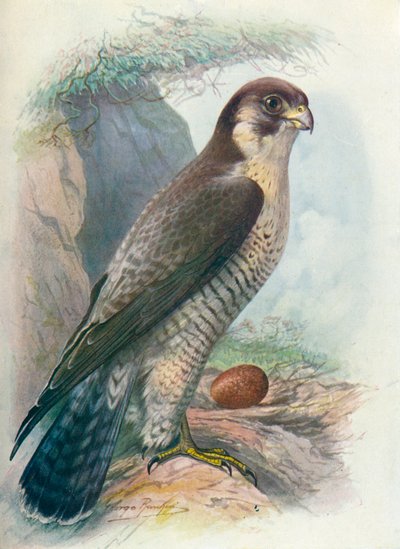 Falco Pellegrino - Falco peregrinus, c1910 da George James Rankin