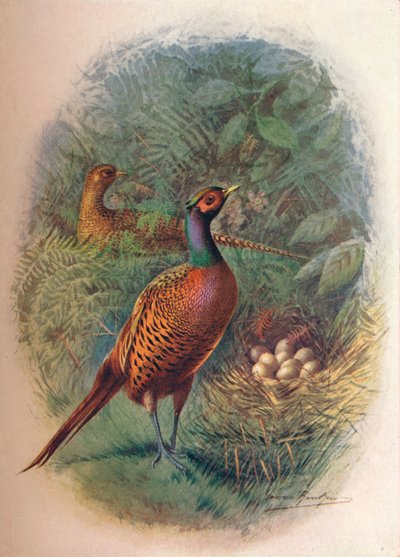 Fagiano - Phasianus colchicus da George James Rankin