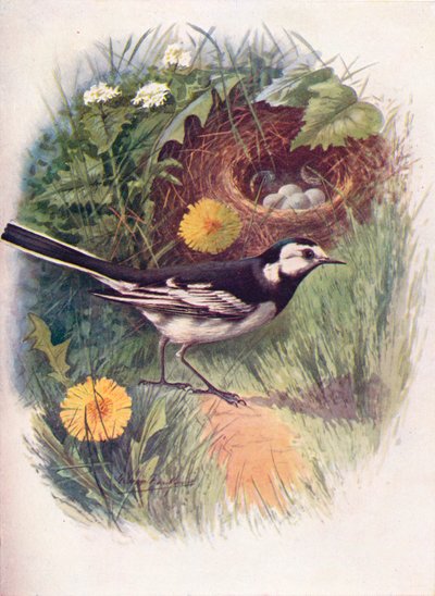Ballerina bianca - Motacilla lugubris, c1910, 1910 da George James Rankin