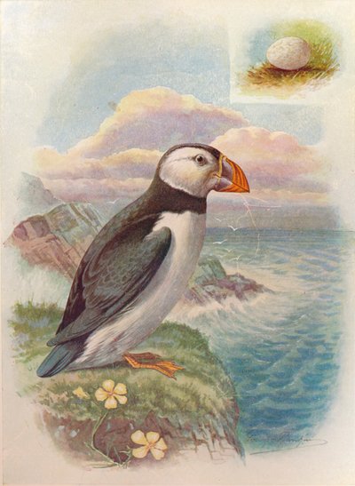 Pulcinella di mare - Fratercula arctica, c1910 da George James Rankin