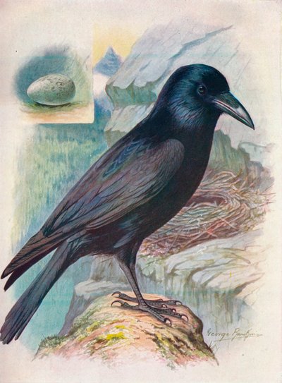 Corvo - Corvus corax da George James Rankin