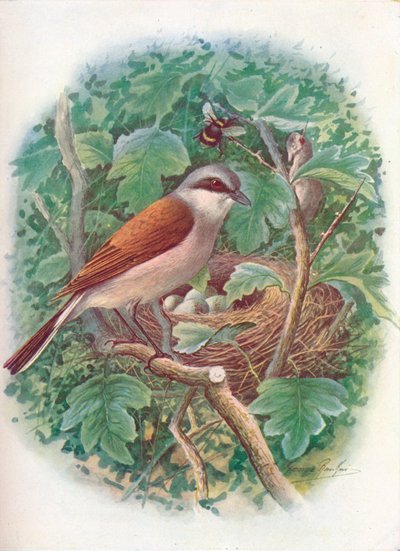 Averla maggiore - Lanius collurio, c1910, 1910 da George James Rankin