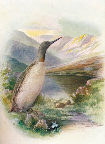 Strolaga minore - Colymbus septentrionalis, c1910 da George James Rankin