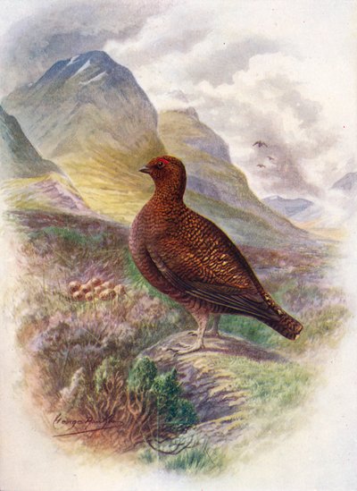 Gallo Cedrone - Lagopus scoticus, c1910 da George James Rankin