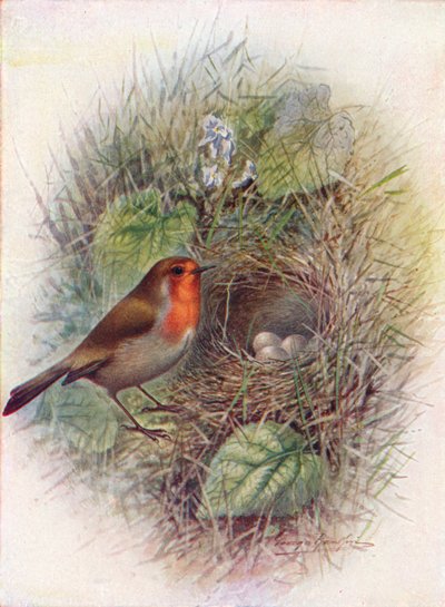 Pettirosso - Erithacus rubecula da George James Rankin