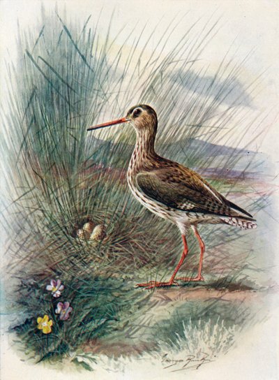 Pettegola - Totanus calidris, c1910, 1910 da George James Rankin