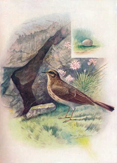 Spioncello - Anthus obscurus da George James Rankin