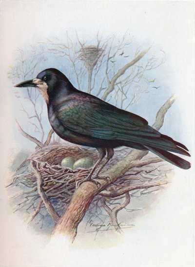 Corvo - Corvus frugilegus, c1910 da George James Rankin