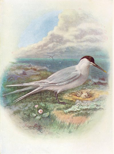 Sterna comune - Sterna cantiaca, c1910, 1910 da George James Rankin
