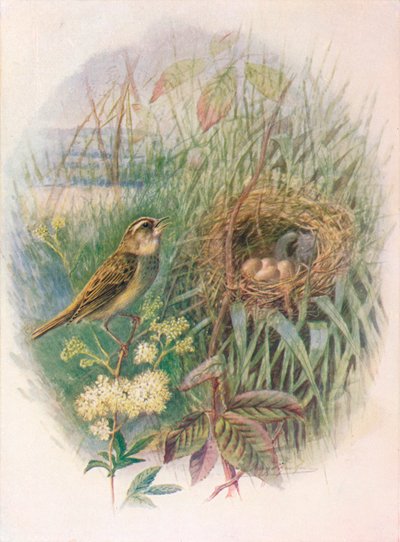 Cannaiola - Acrocephalus phragmitis, c1910, 1910 da George James Rankin