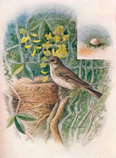 Balia maculata - Muscicapa grisola, c1910, 1910 da George James Rankin