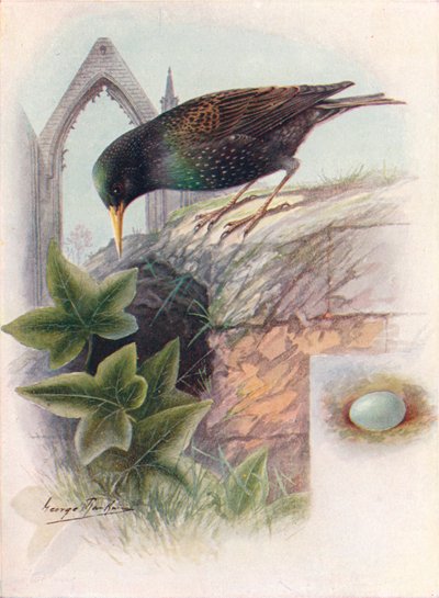 Storno - Sturnus vulgaris, c1910, 1910 da George James Rankin