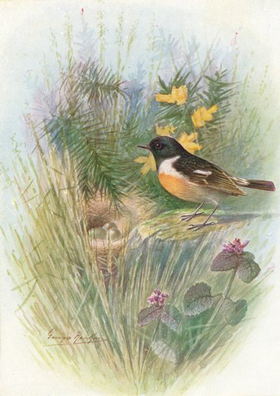 Saltimpalo - Pratincola rubicola, c1910 da George James Rankin