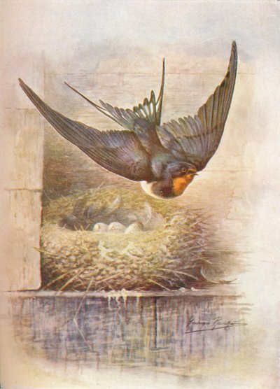 Rondine - Hirundo rustica, c1910 da George James Rankin