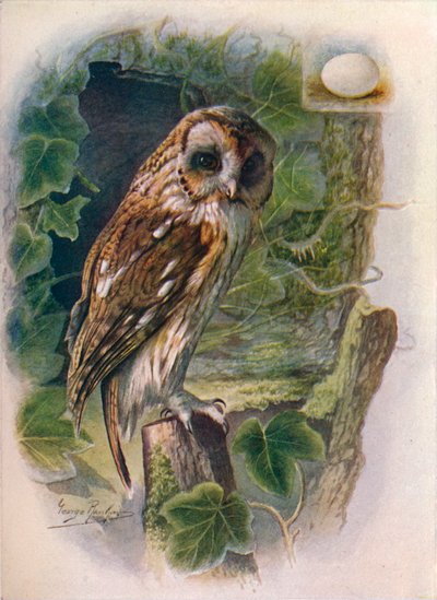 Gufo comune - Syrnium aluco, c1910 da George James Rankin