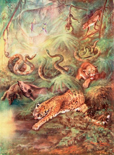 La grande foresta brasiliana e il suo zoo (litografia a colori) da George James Rankin