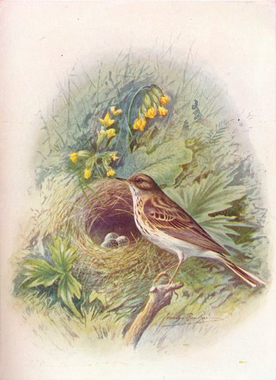Prispolone - Anthus trivialis, c1910, 1910 da George James Rankin
