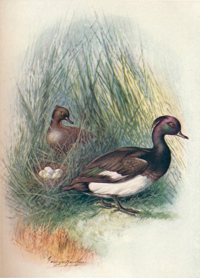 Moretta - Fuligula cristata, c1910, 1910 da George James Rankin