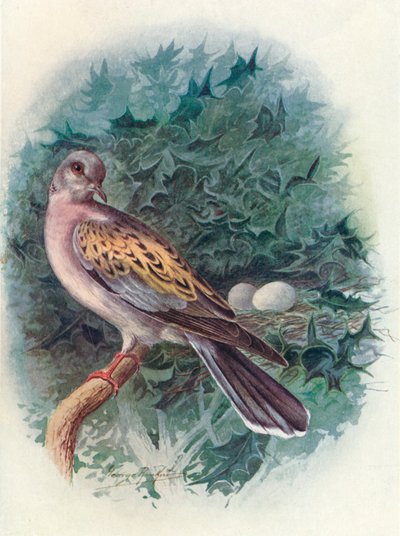 Tortora - Turtur communis, c1910 da George James Rankin