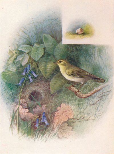Luì Verde - Phylloscopus sibilatrix da George James Rankin