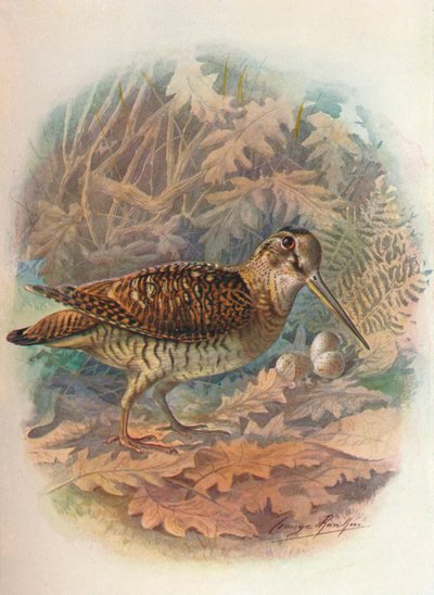 Beccaccia - Scolopax rusticula da George James Rankin