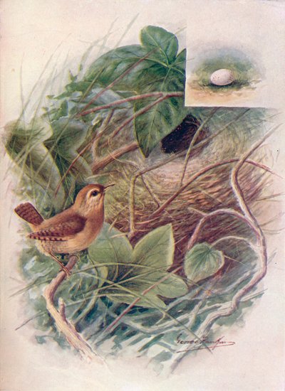 Scricciolo - Troglodytes parvulus da George James Rankin