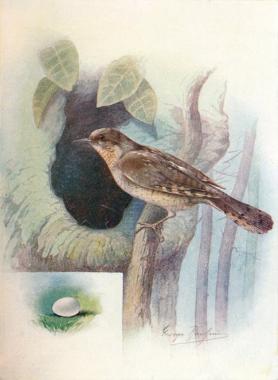 Torcilinguine - Iynx torquilla, c1910 da George James Rankin