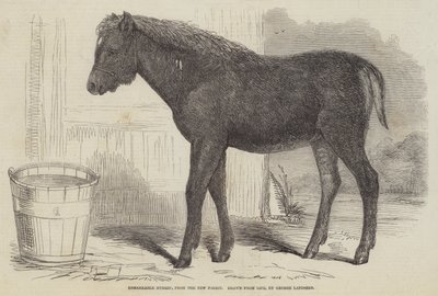 Ibrido notevole, dalla New Forest da George Landseer