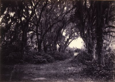 Bonaventure, Savannah, Georgia da George N. Barnard