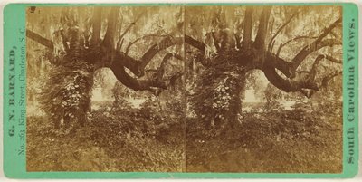 [Querce vive, cimitero di Magnolia] da George N. Barnard