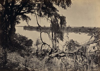 [Fiume Savannah, vicino a Savannah, Georgia] da George N. Barnard