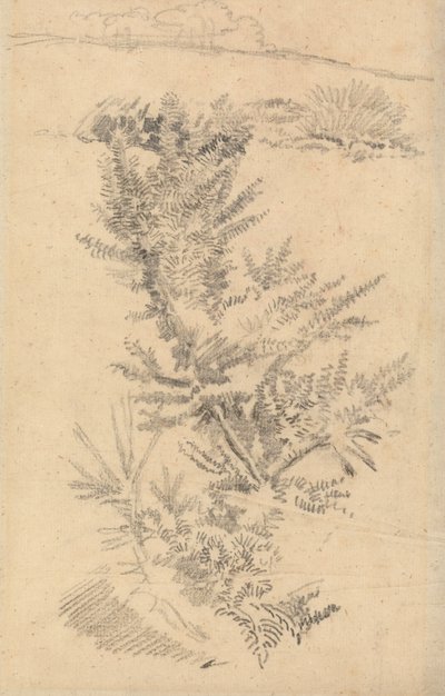 Studio di Alberi, ecc., in un Prato da George Richmond
