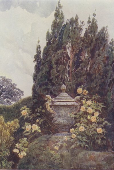Gloire de Dijon, Penshurst da George Samuel Elgood