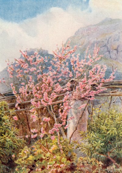 Pesco in fiore (litografia a colori) da George Samuel Elgood