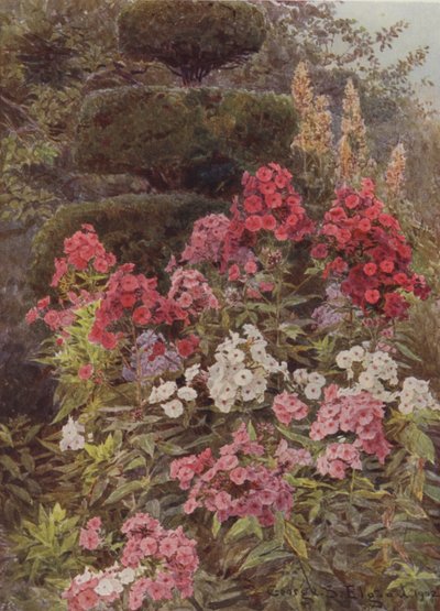 Flox da George Samuel Elgood