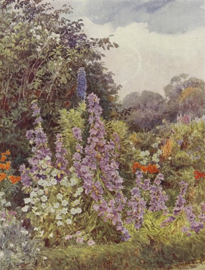 Campanula viola da George Samuel Elgood