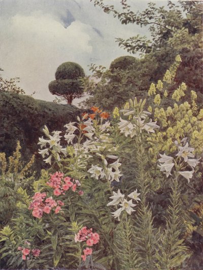 Gigli bianchi e aconito giallo da George Samuel Elgood