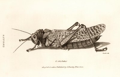 Stampa antica di una locusta da George Shaw